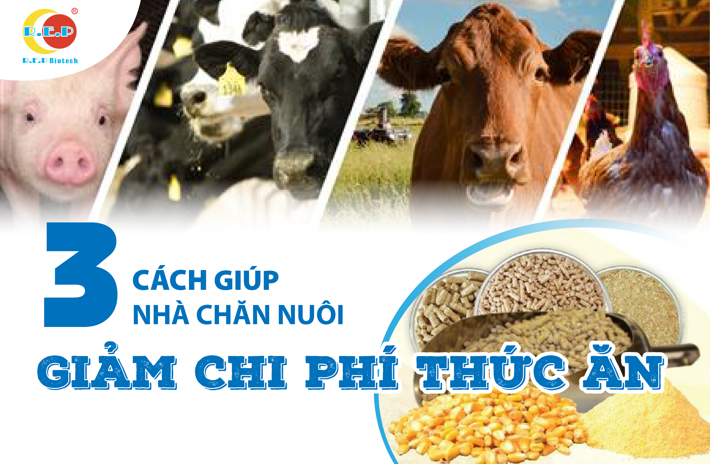 3 CÁCH GIÚP NHÀ CHĂN NUÔI GIẢM CHI PHÍ THỨC ĂN