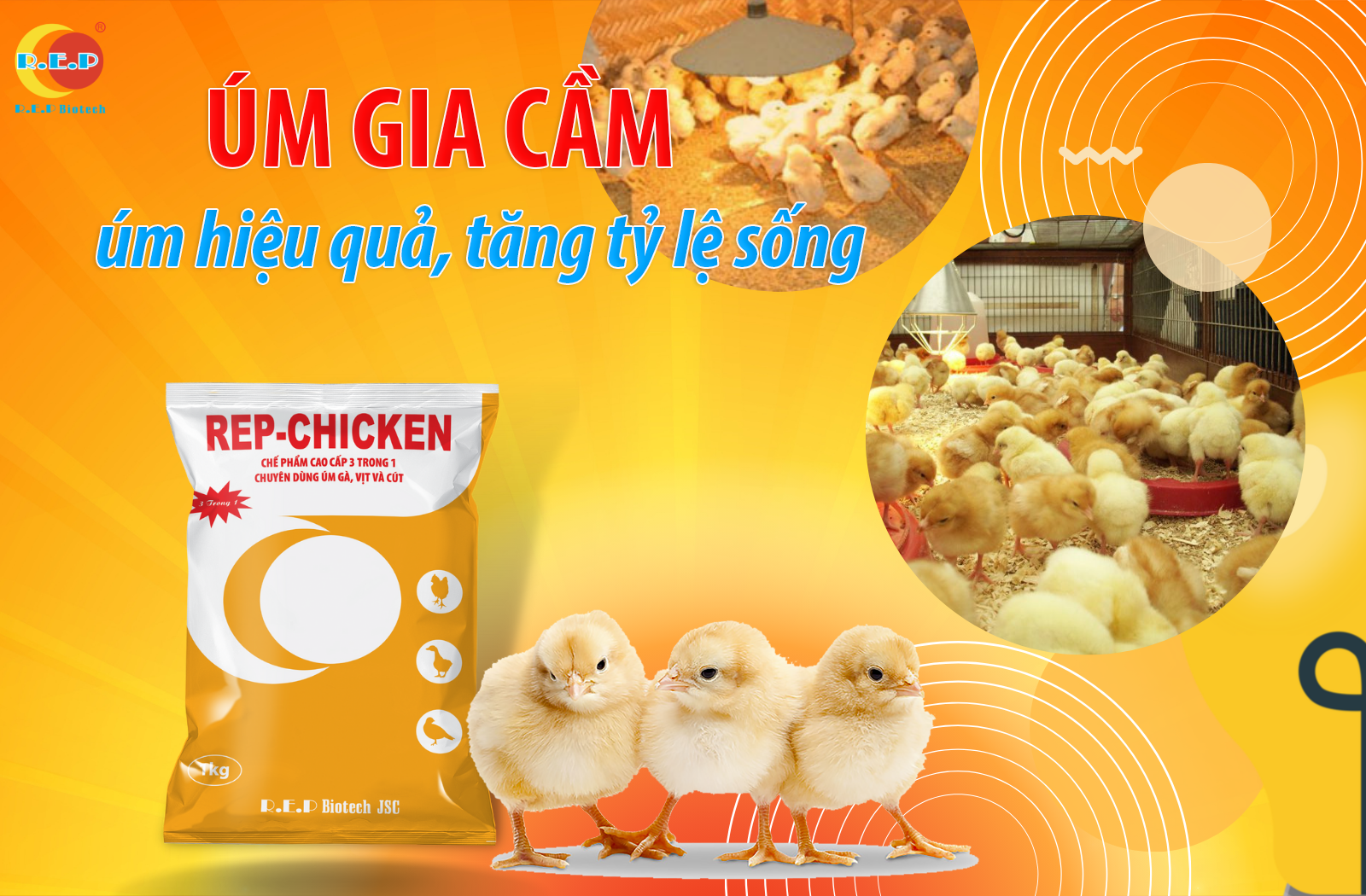 CÁCH ÚM GIA CẦM HIỆU QUẢ – TĂNG TỶ LỆ SỐNG SÓT