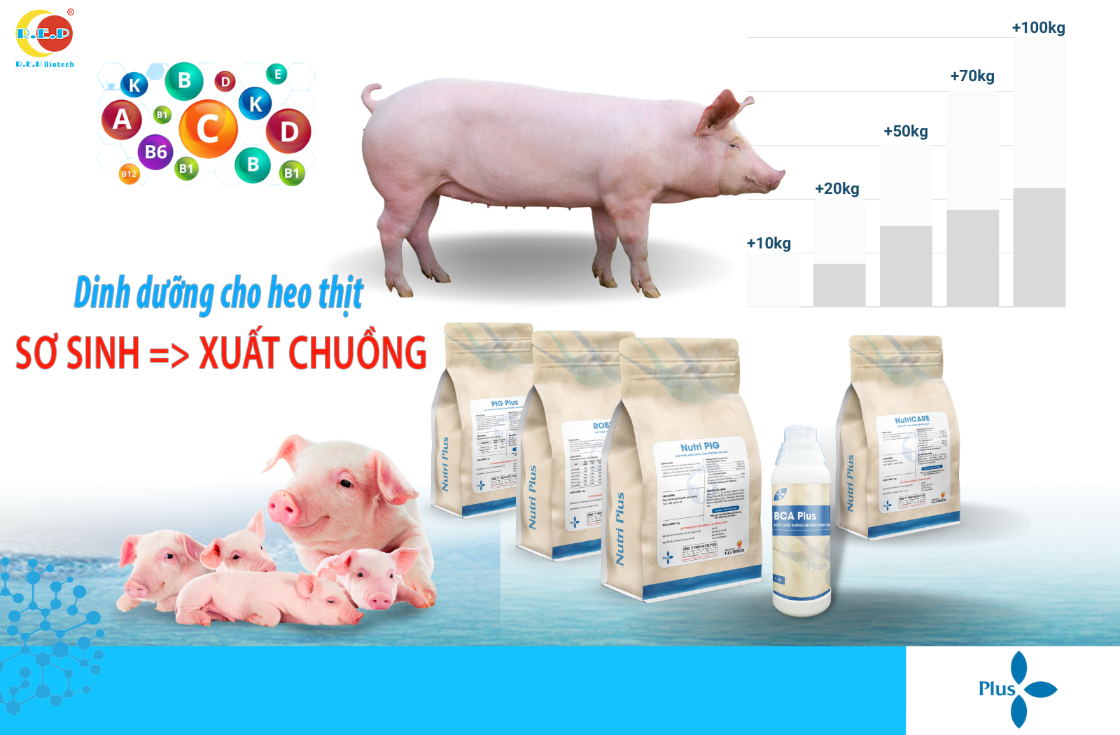 DINH DƯỠNG CHO HEO THỊT TỪ SƠ SINH ĐẾN XUẤT CHUỒNG
