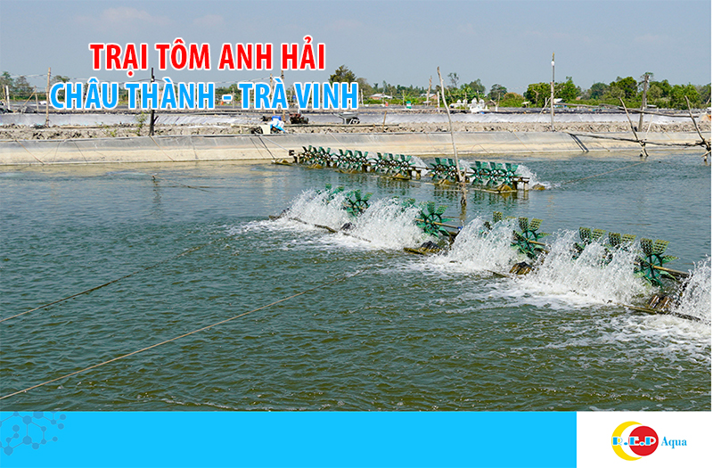 TRẠI TÔM ANH HẢI - TRÀ VINH
