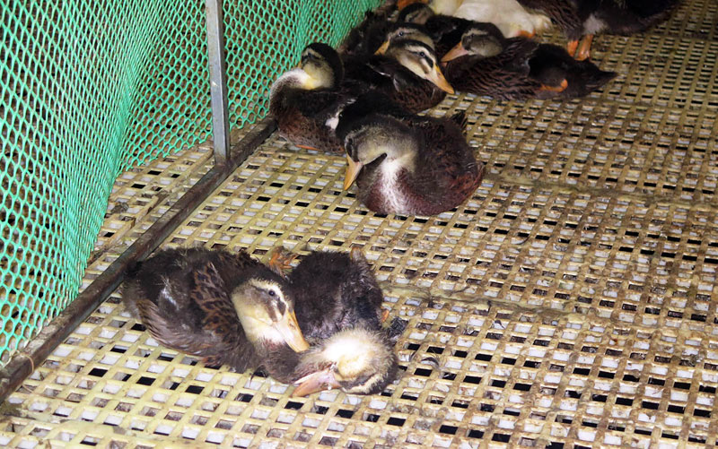 BÁO ĐỘNG CHỦNG CÚM GIA CẦM H5N1 LÂY LAN MẠNH