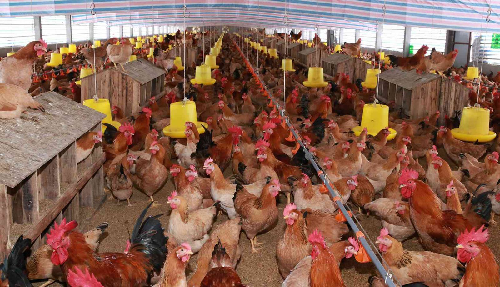 NÂNG CAO HIỆU QUẢ TRONG CHĂN NUÔI GIA CẦM