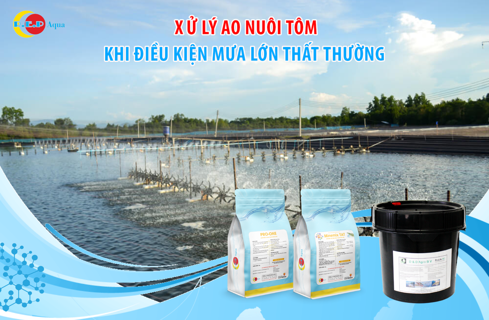 XỬ LÝ AO NUÔI TÔM KHI ĐIỀU KIỆN MƯA LỚN THẤT THƯỜNG