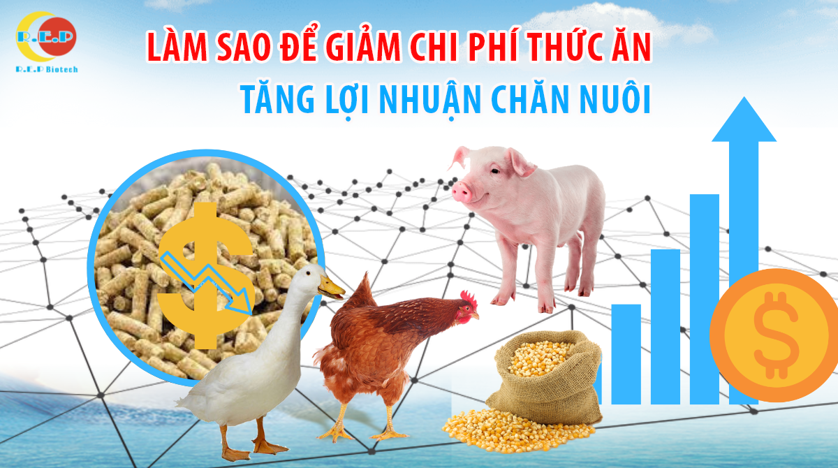 LÀM SAO ĐỂ GIẢM CHI PHÍ THỨC ĂN TRONG GIAI ĐOẠN GIÁ CÁM TĂNG CAO?