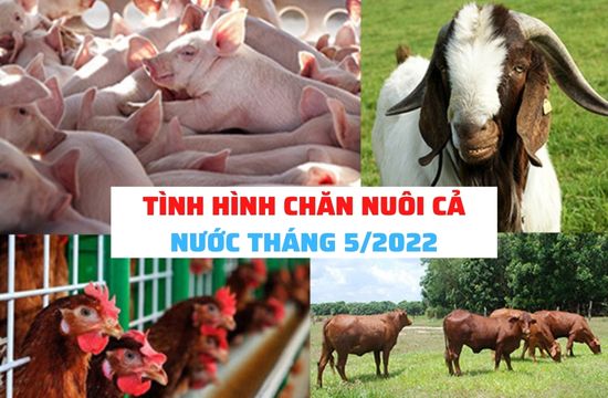 Tình hình chăn nuôi cả nước tháng 5/2022