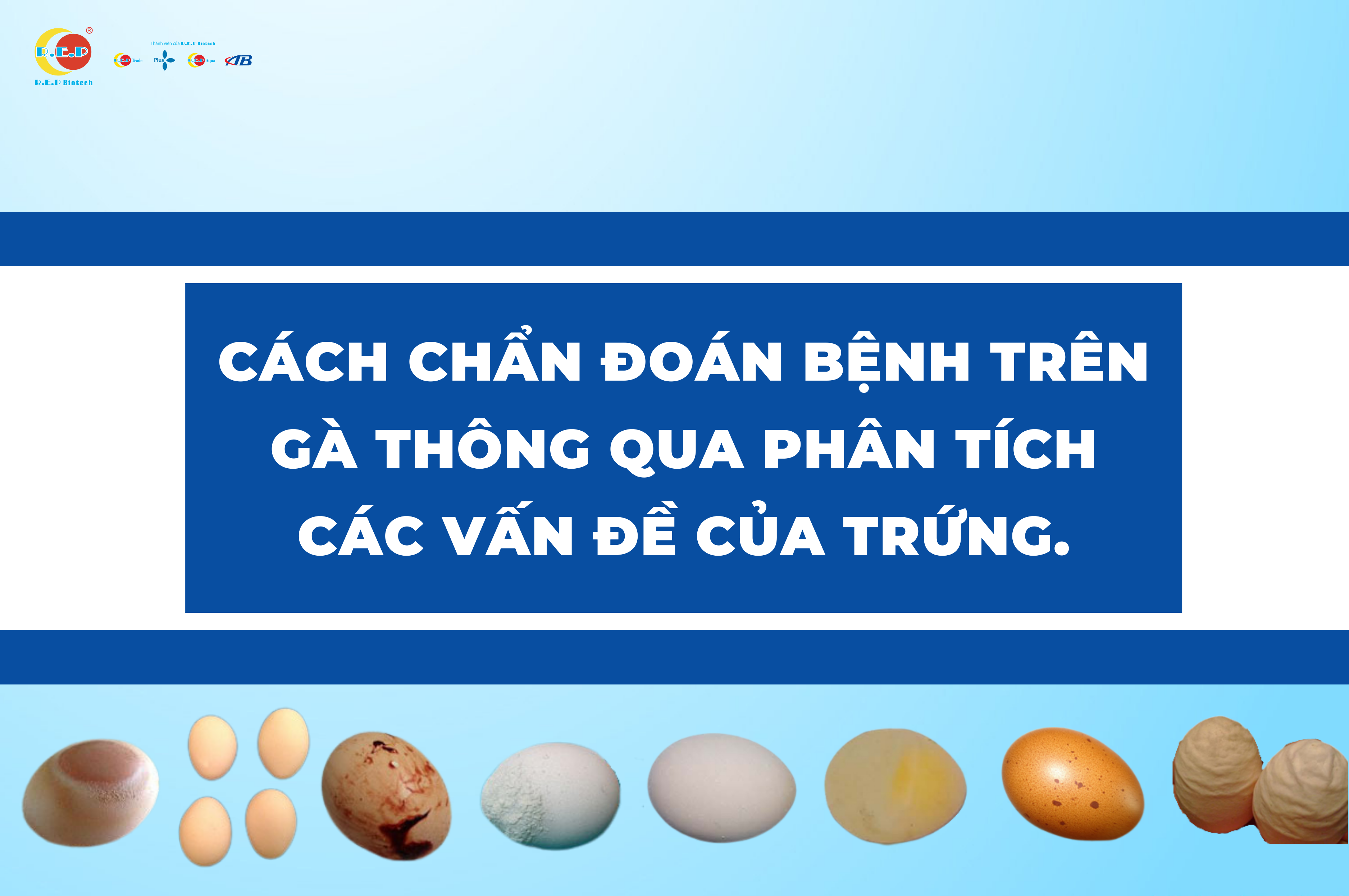 BỎ TÚI NGAY CÁCH CHẨN ĐOÁN BỆNH TRÊN GÀ THÔNG QUA PHÂN TÍCH CÁC VẤN ĐỀ CỦA TRỨNG.