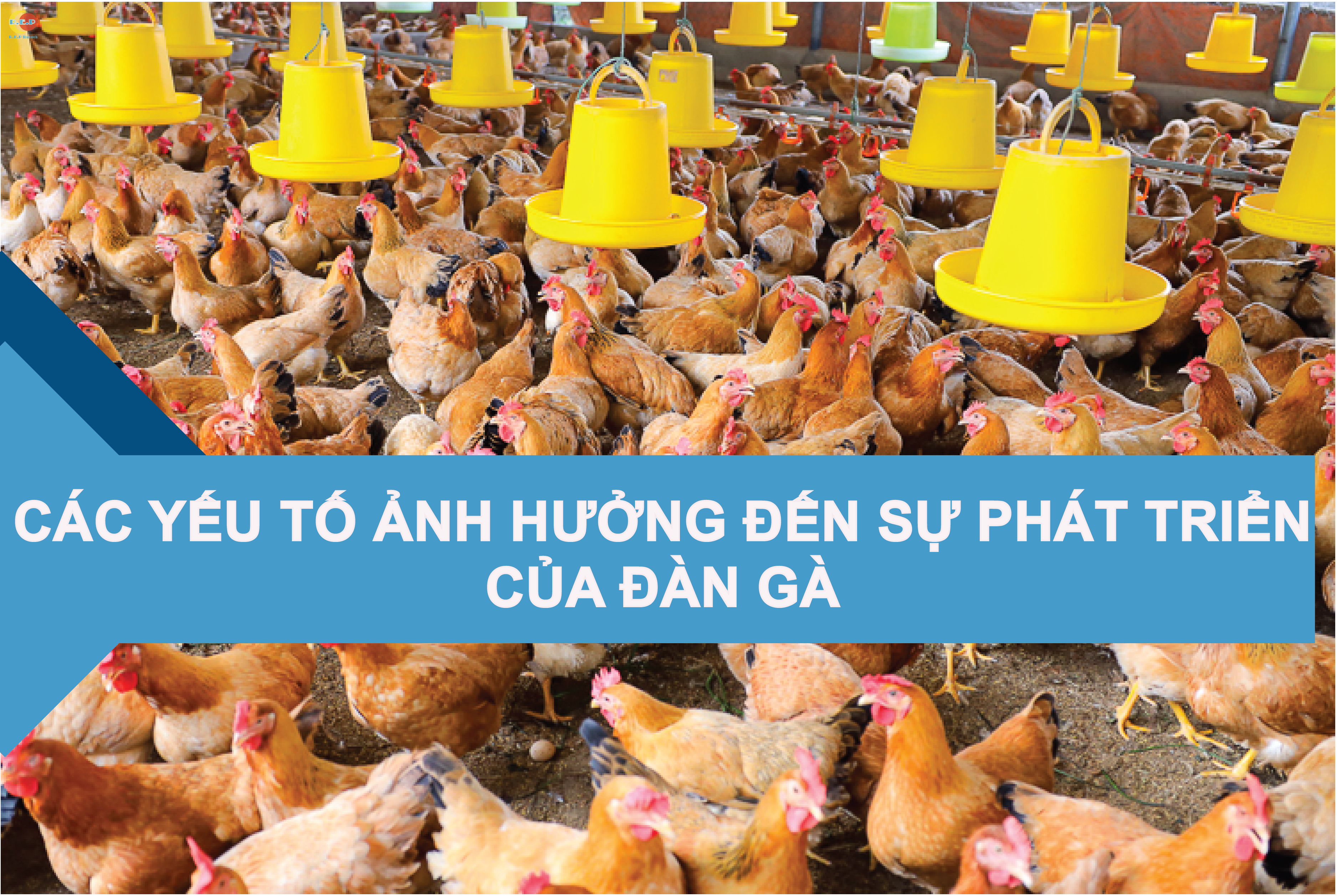 9 YẾU TỐ ẢNH HƯỞNG ĐẾN SỰ PHÁT TRIỂN ĐÀN GÀ CỦA BẠN
