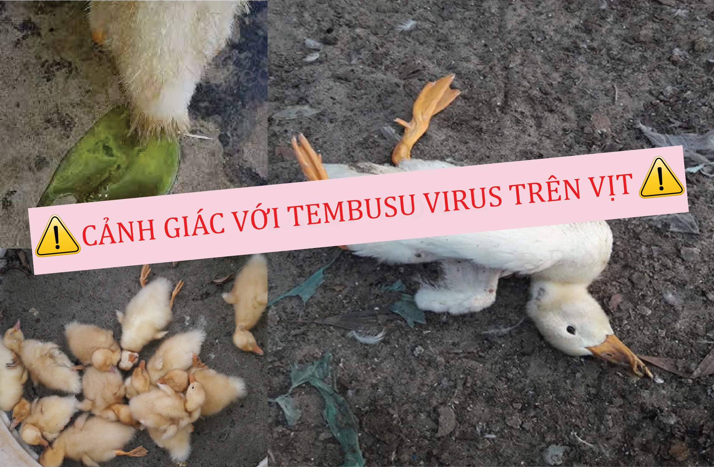 NÂNG CAO CẢNH GIÁC VỚI TEMBUSU VIRUS TRÊN VỊT