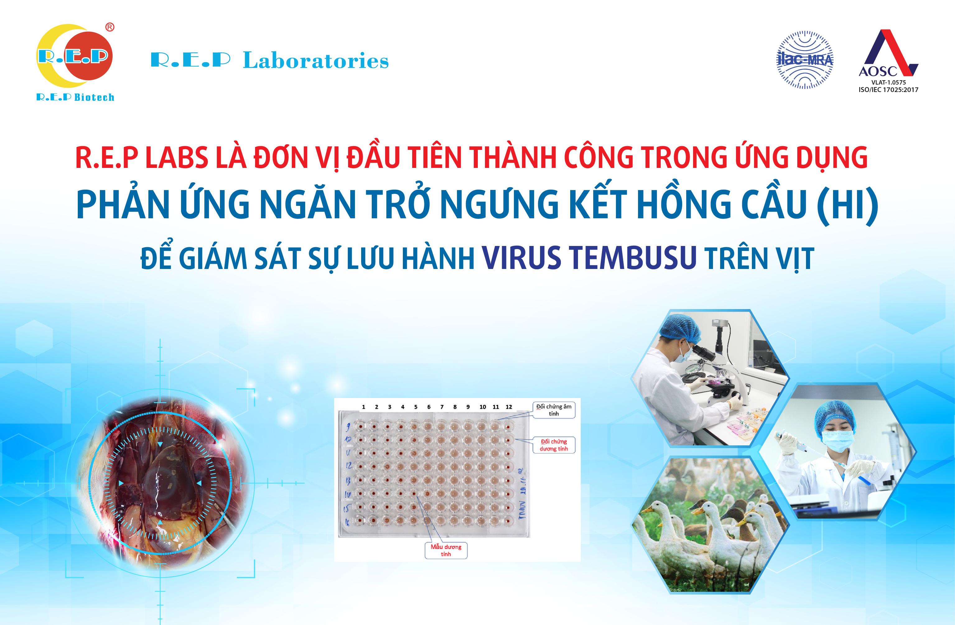 REP LABS LÀ ĐƠN VỊ ĐẦU TIÊN THÀNH CÔNG TRONG ỨNG DỤNG PHẢN ỨNG NGĂN TRỞ NGƯNG KẾT HỒNG CẦU (HI) ĐỂ GIÁM SÁT SỰ LƯU HÀNH VIRUS TEMBUSU TRÊN VỊT