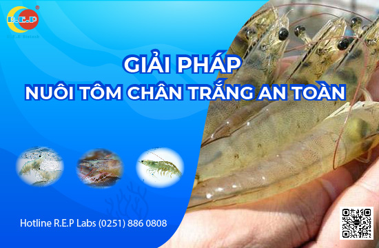 GIẢI PHÁP NUÔI TÔM CHÂN TRẮNG THÂM CANH AN TOÀN