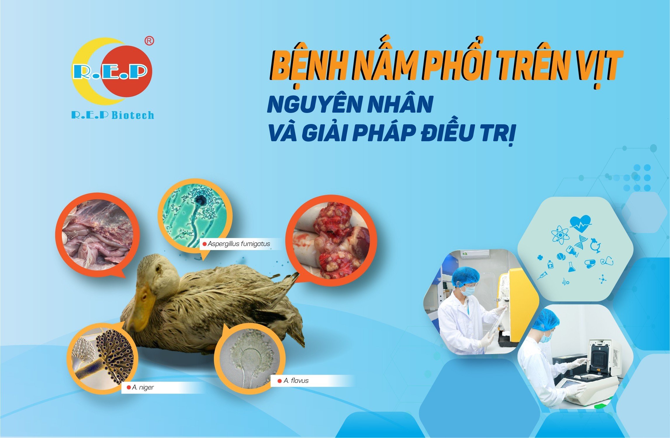 NGUYÊN NHÂN GÂY RA BỆNH NẤM PHỔI TRÊN VỊT? CÁCH PHÒNG BỆNH VÀ TRỊ BỆNH?