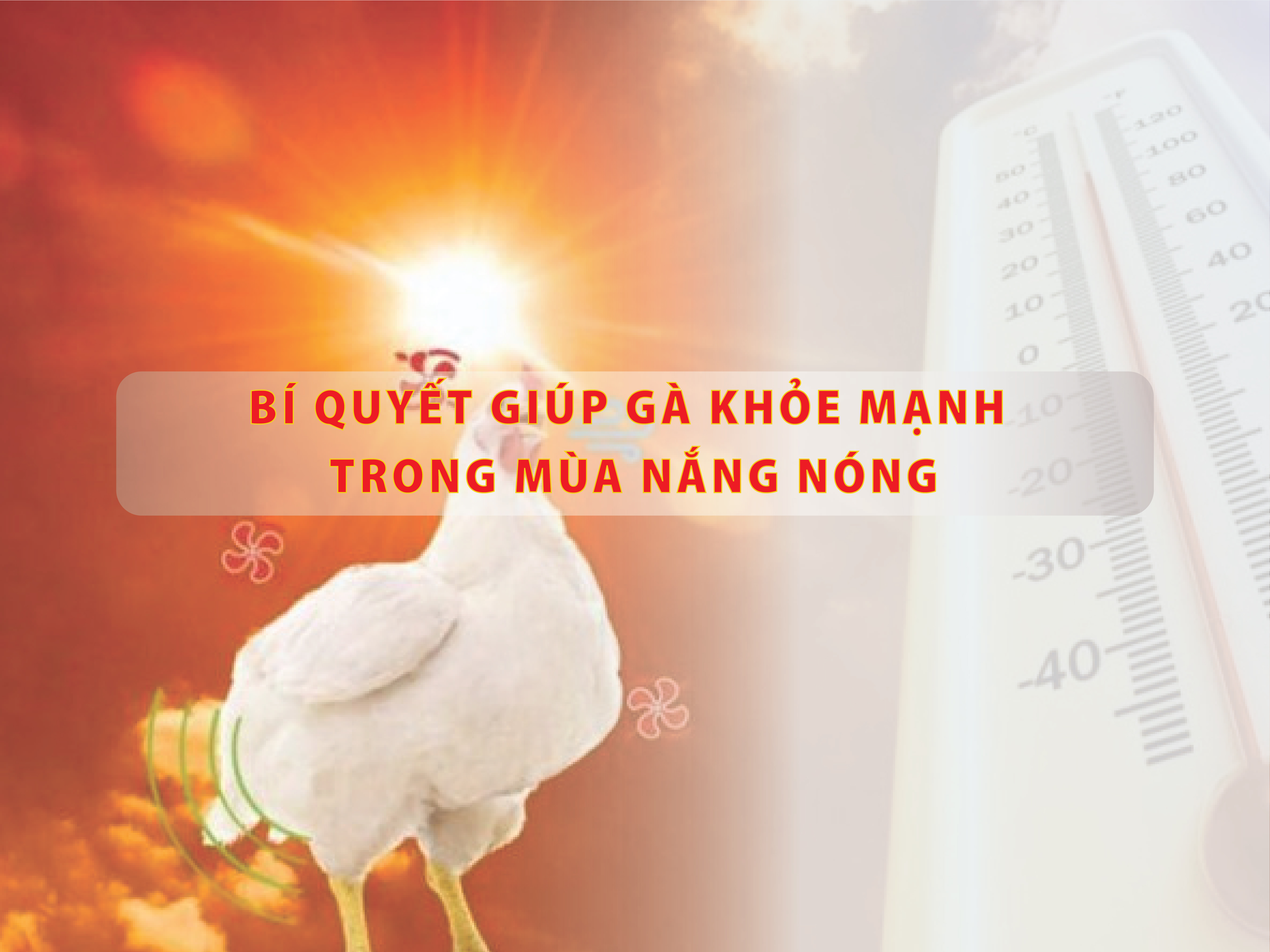BÍ QUYẾT GIÚP GÀ KHỎE MẠNH TRONG MÙA NẮNG NÓNG
