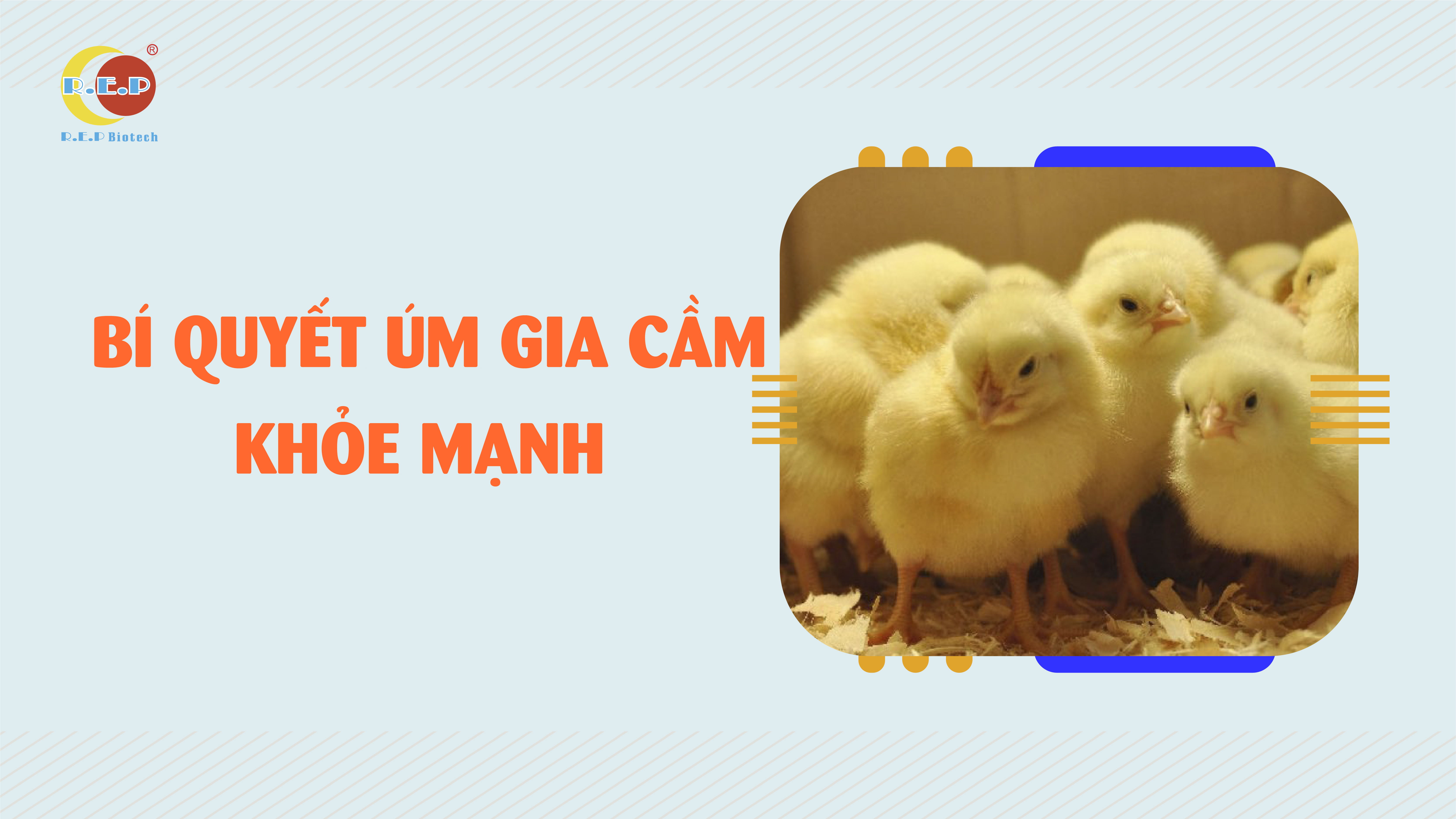 CẦN LÀM GÌ ĐỂ GIA CẦM KHỎE MẠNH KHI VỪA MỚI NỞ ?