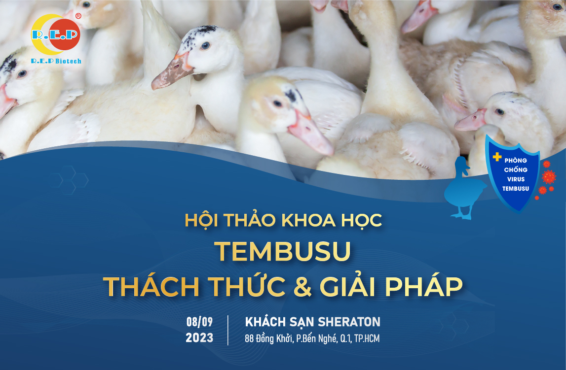 LÀM SAO ĐỂ PHÁT HIỆN VIRUS TEMBUSU TRÊN ĐÀN VỊT?