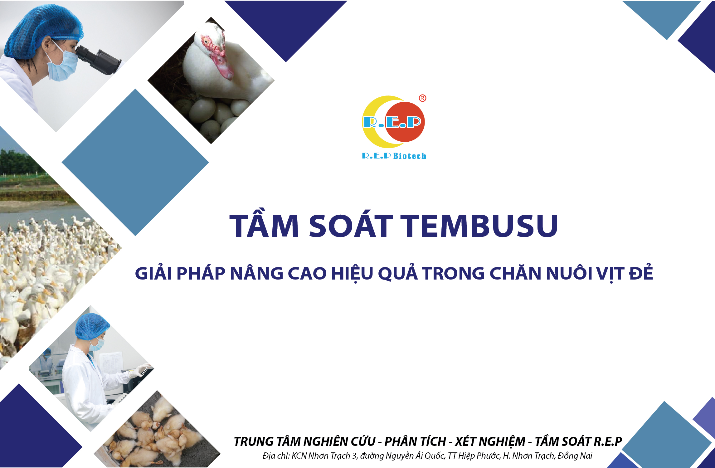 TẦM SOÁT TEMBUSU – GIẢI PHÁP NÂNG CAO HIỆU QUẢ TRONG CHĂN NUÔI VỊT ĐẺ