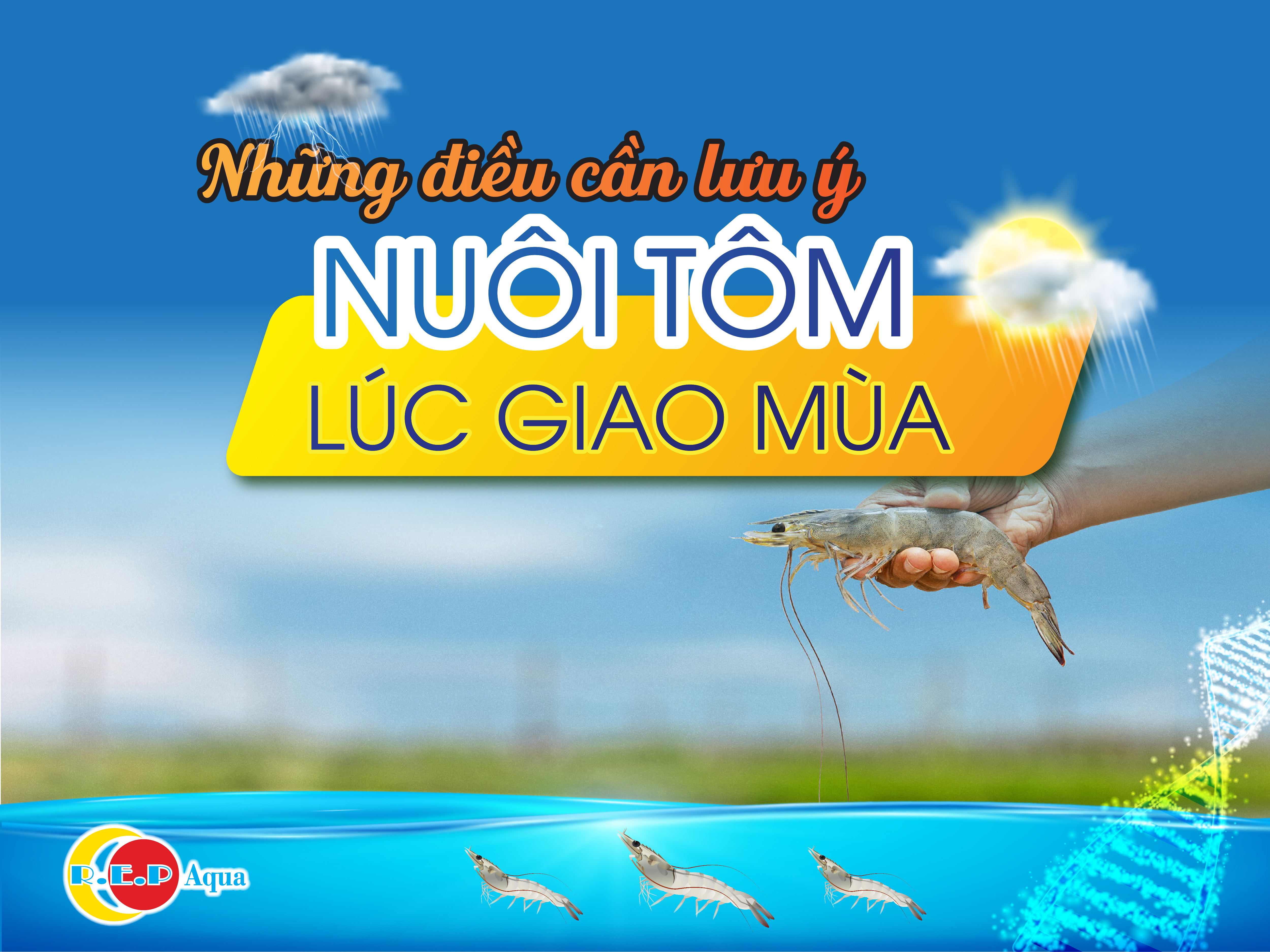 NHỮNG LƯU Ý KHI NUÔI TÔM GIAO MÙA, MÙA MƯA