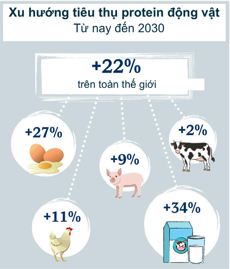 XU HƯỚNG TIÊU THỤ PROTEIN ĐÔNG VẬT ĐẾN NĂM 20230