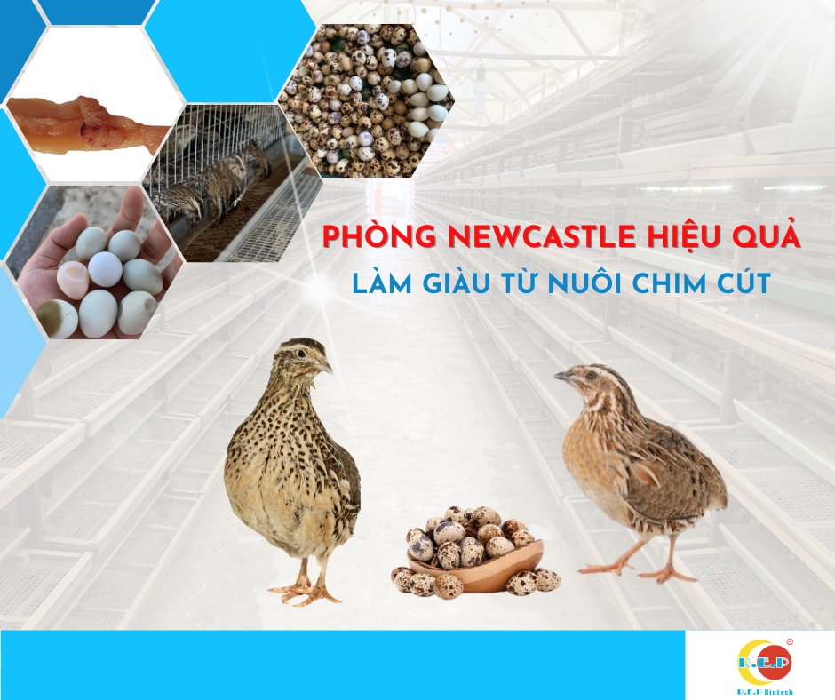 PHÒNG BỆNH NEWCASTLE HIỆU QUẢ - LÀM GIÀU TỪ NUÔI CHIM CÚT