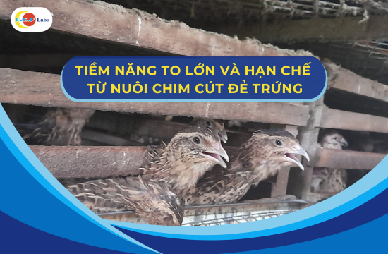 TIỀM NĂNG TO LỚN VÀ HẠN CHẾ TỪ NUÔI CHIM CÚT ĐẺ TRỨNG