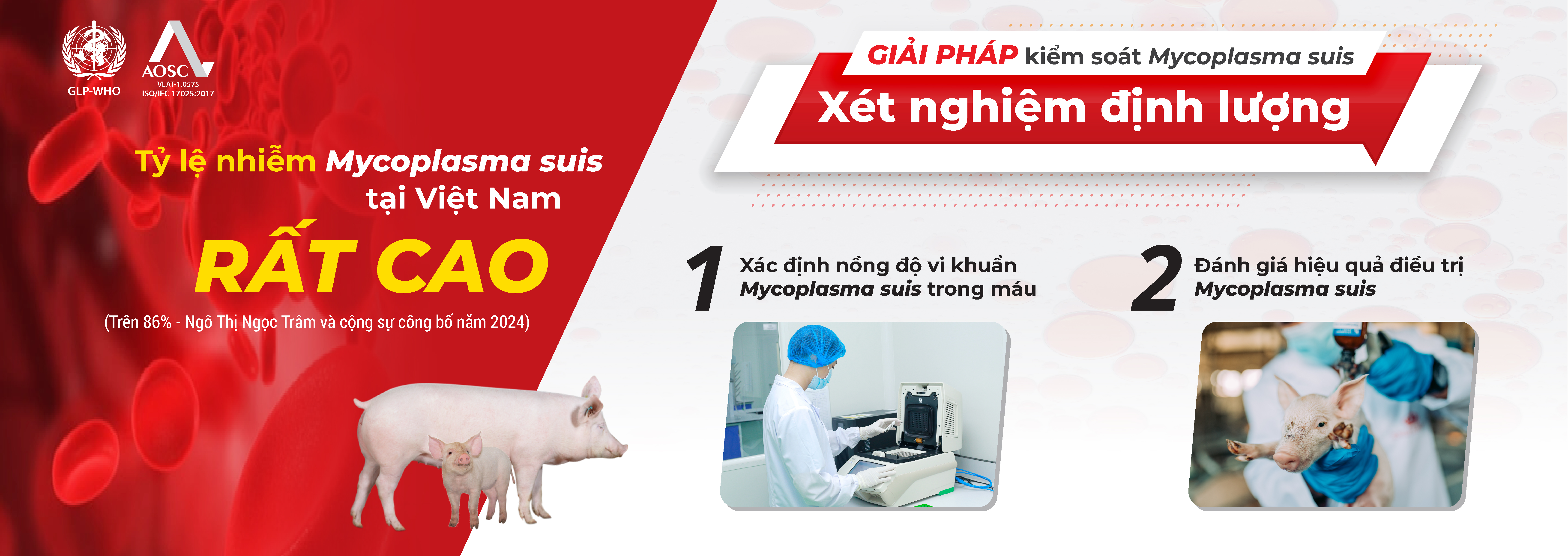 Mycoplasma suis