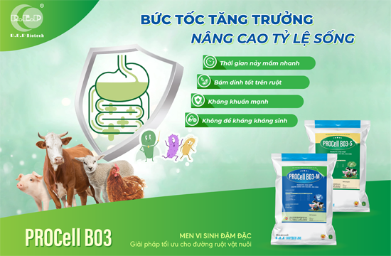 Bổ sung chế phẩm Bacillus subtilis (PROCell-B03): Tiềm năng thay thế kháng sinh ức chế một số vi khuẩn đường ruột trong chăn nuôi