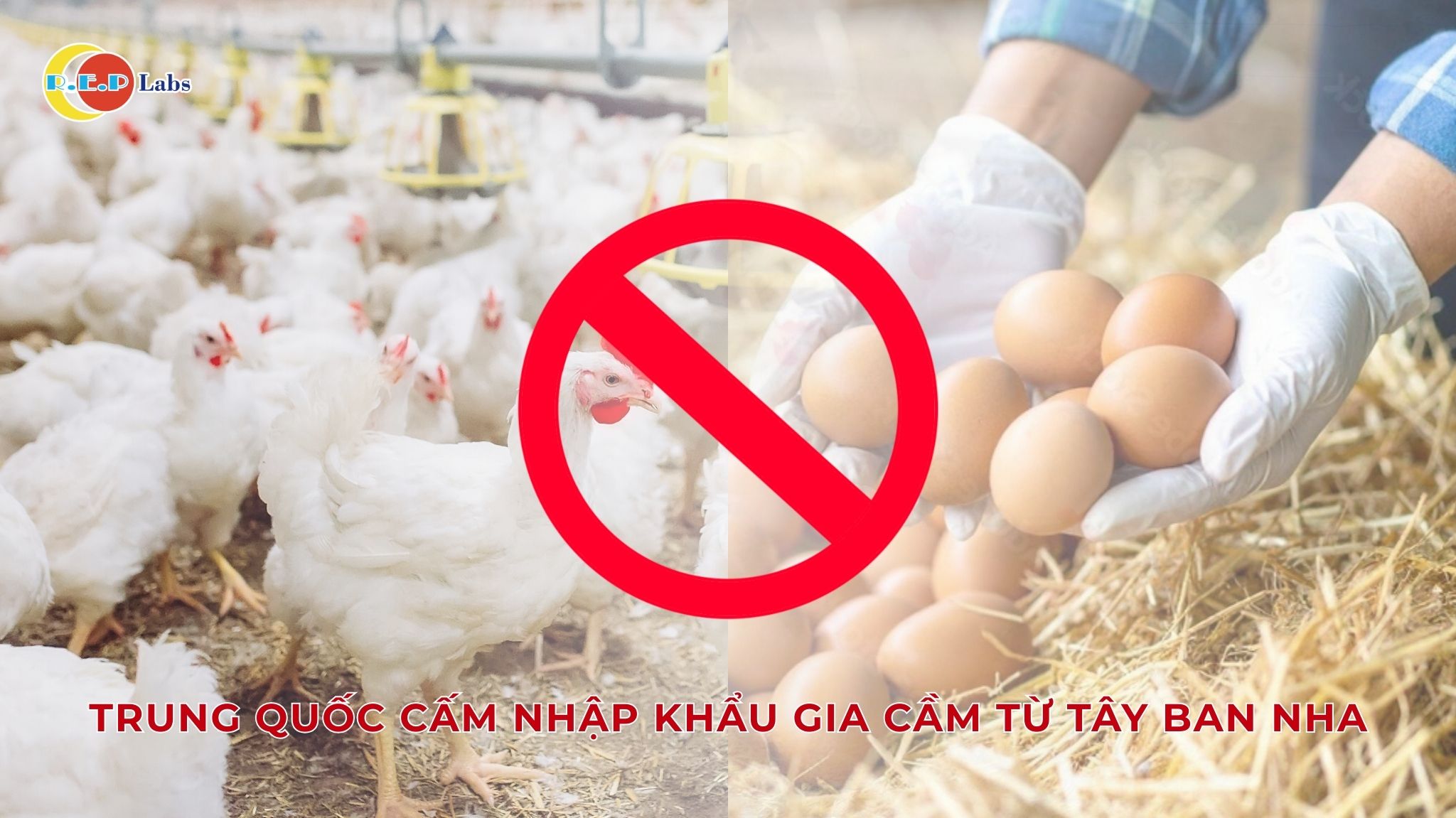 TRUNG QUỐC CẤM NHẬP KHẨU GIA CẦM TỪ TÂY BAN NHA