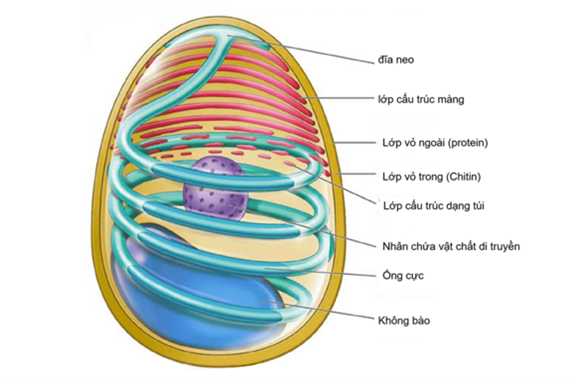 ĐỘT PHÁ MỚI TRONG PHÒNG BỆNH DO VI BÀO TỬ TRÙNG EHP GÂY RA TRONG NUÔI TÔM