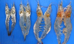 Hình ảnh tôm nhiệm EHP