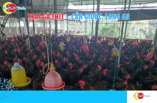 TRẠI GÀ THỊT – CẦN GIUỘC, LONG AN